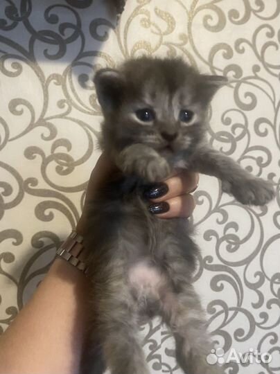 Кошки в добрые руки бесплатно