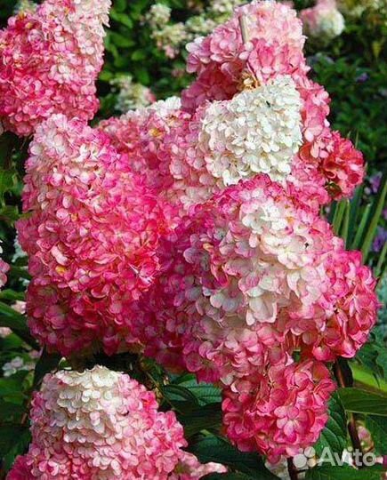Гортензия метельчатая Самарская лидия, фантом