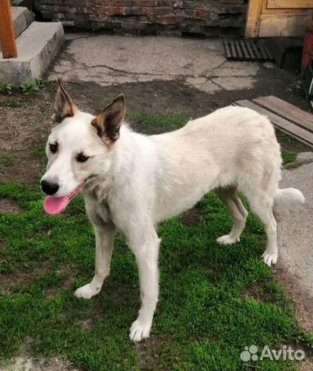 Собака девочка в добрые руки