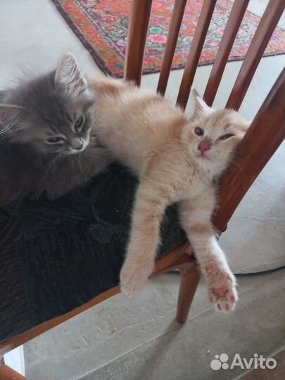 Отдаём котят в добрые руки