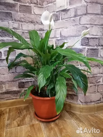 Спатифиллум