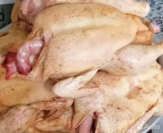 Мясо бройлеров