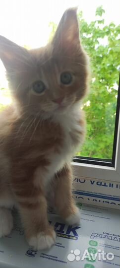 Продам котят мейн-кун