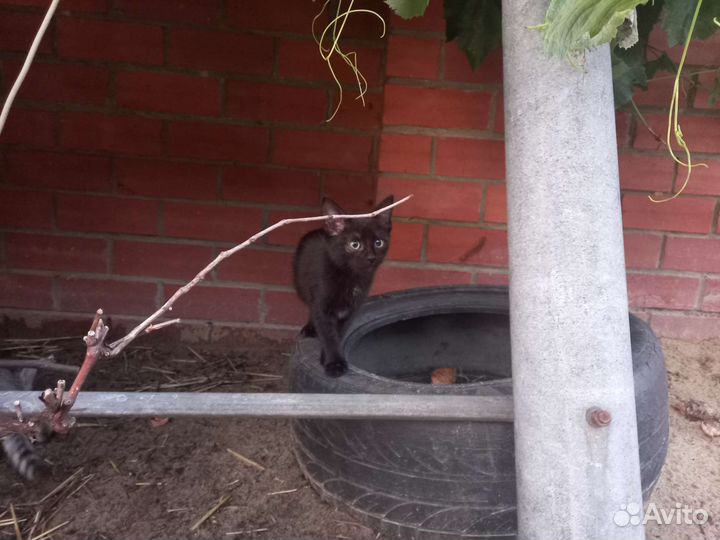 Котик в добрые руки. Мальчик 2.5 месяца