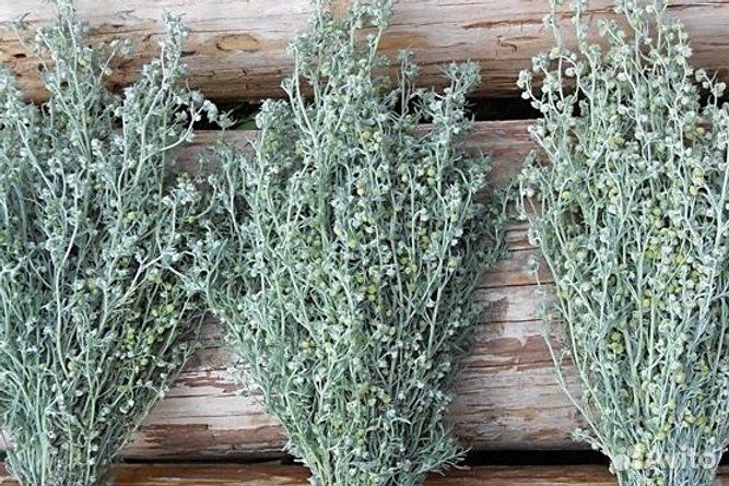 Полынь горькая