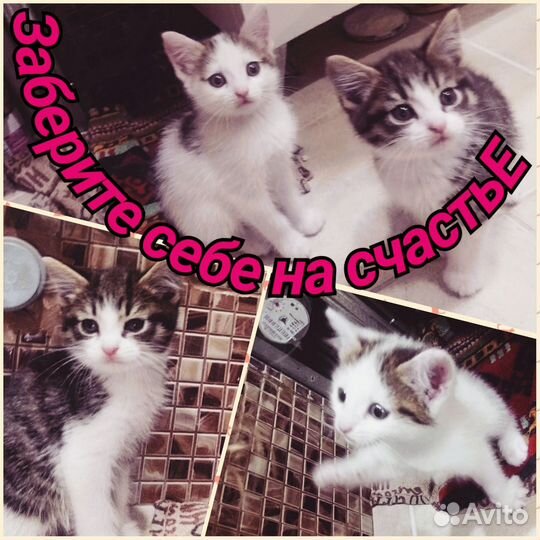 Котята в добрые руки