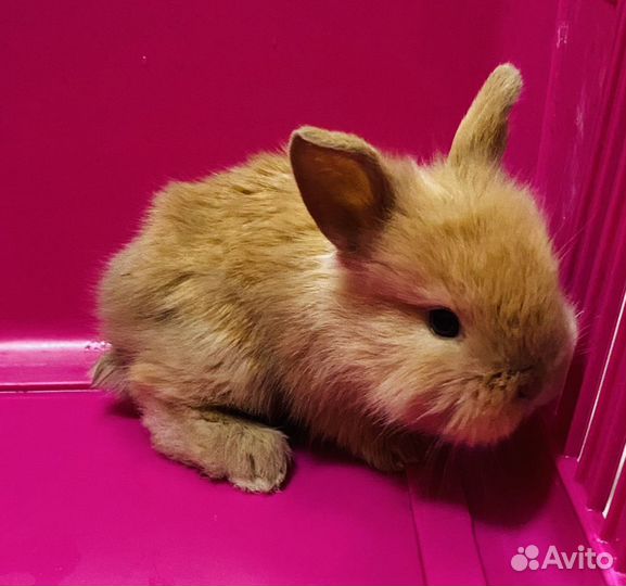 Карликовые мини крольчата