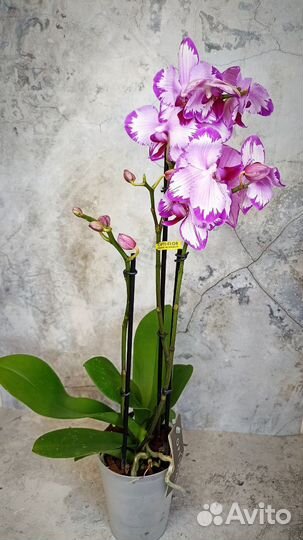 Орхидея фаленопсис Toshi / Тоши