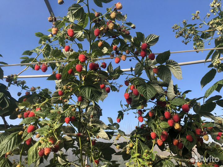 Малина Маравилла (саженцы), оптовое предложение