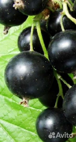 Черная смородина, саженцы