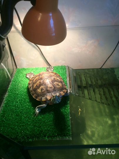 Передержка мелких животных