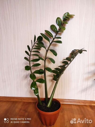 Шефлера, драцена, фиалки, замиокулькас, фикус