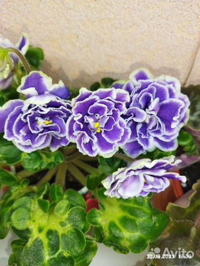 Фиалки более 200 сортов