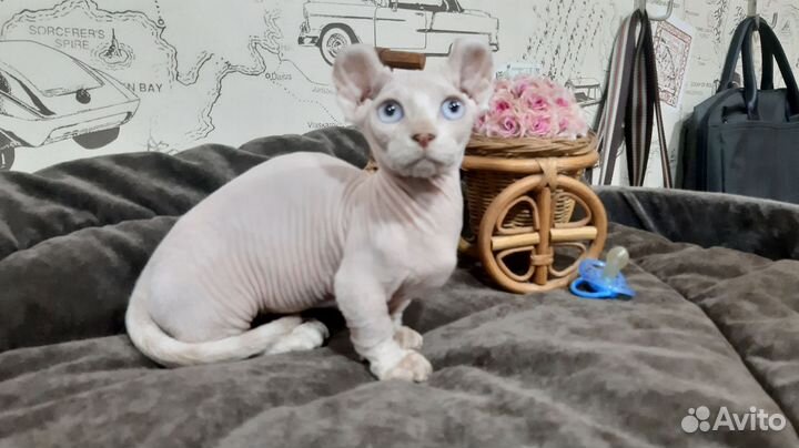 Двельф котик