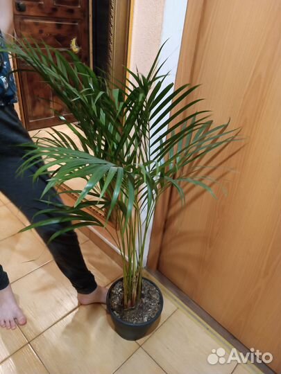 Арека. Супер Пальма 110 см