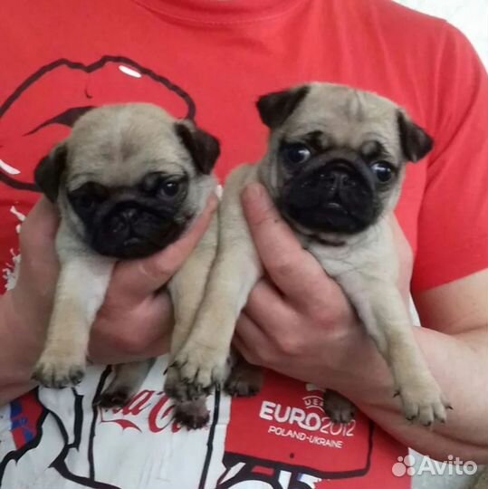 Щенки мопса