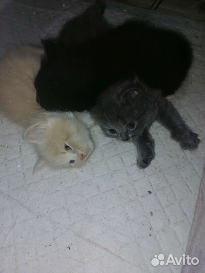 Кошка в дар