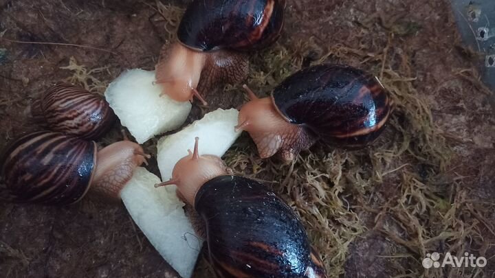 Улитки ахатины бесплатно