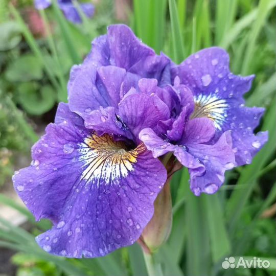 Ирис сибирский