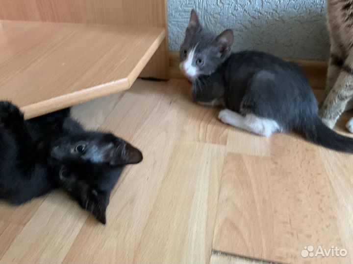 Котята в добрые руки