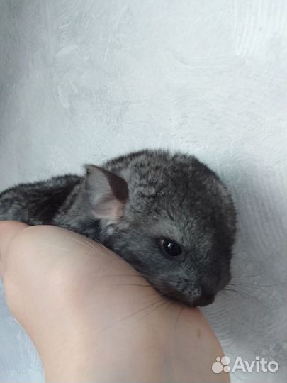 Шиншилла