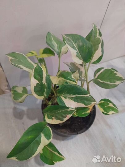 Аглаонема и др.комнатные растения