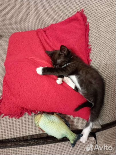 Котёнок в добрые руки