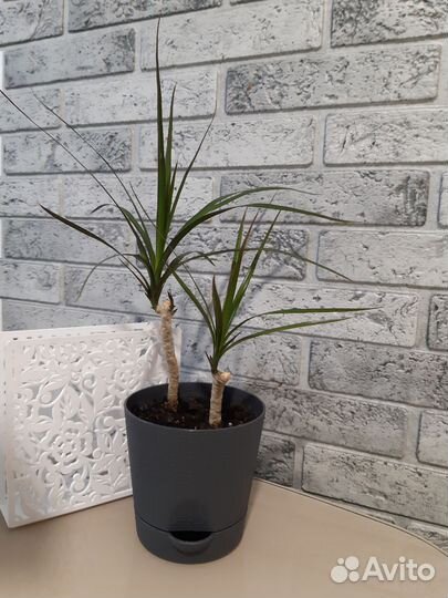 Пальма драцена