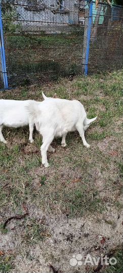 Коза дойная Чешская