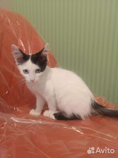 Чудесные котята в добрые руки