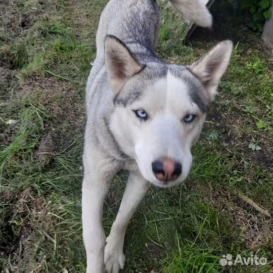 Сибирский хаски