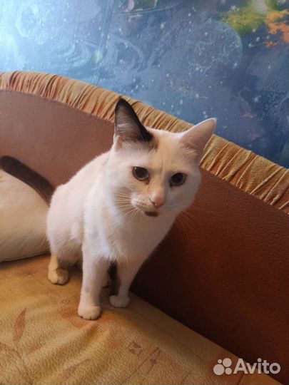 Кошка