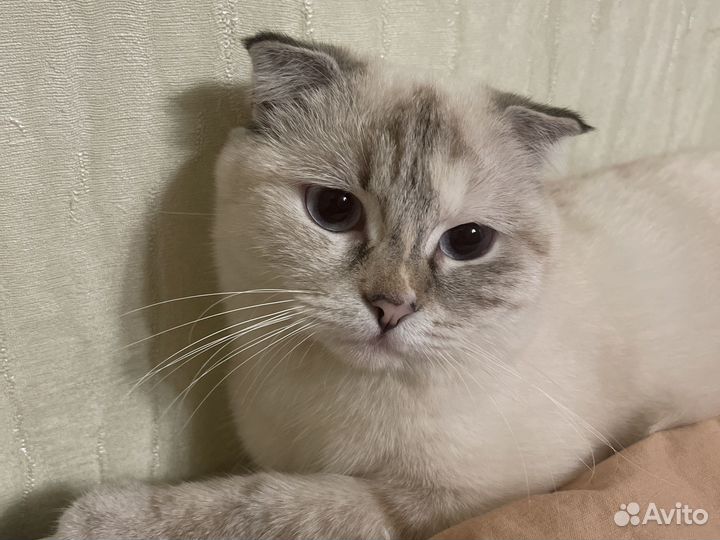 Шотландская вислоухая кошка