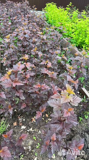 Пузыреплодник калинолистный