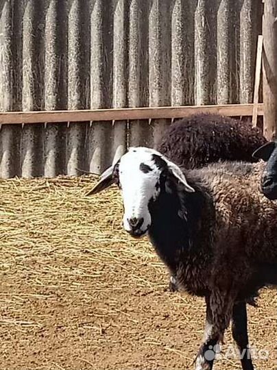 Курдючный баран