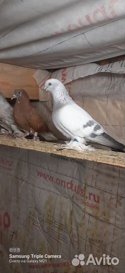 Голуби