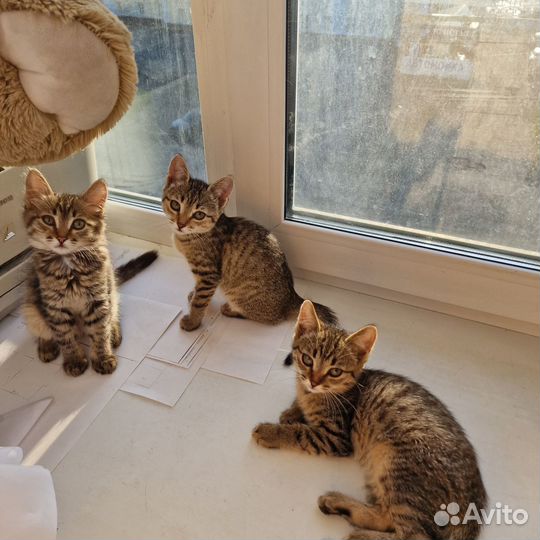 Отдам котят