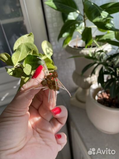 Диверсифолия вариегатный 7 ростков комплект