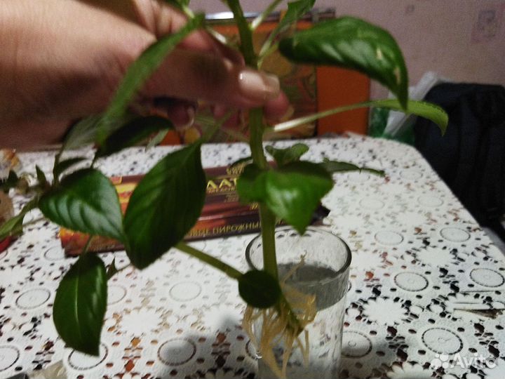 Бенджамин (Ваня мокрый)