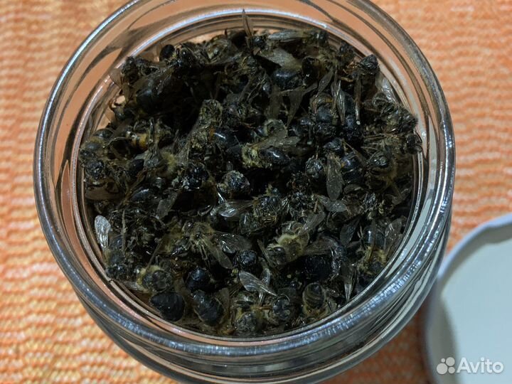 Зимний пчелиный подмор