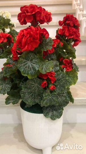 Пеларгония искусственная