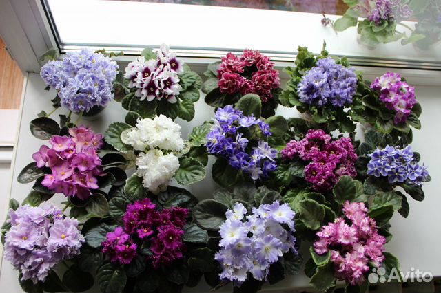 Узамбарские фиалки