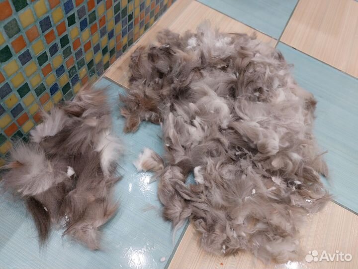 Кошачья стриженая шерсть