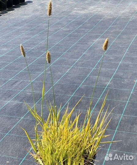 Лисохвост жёлтый