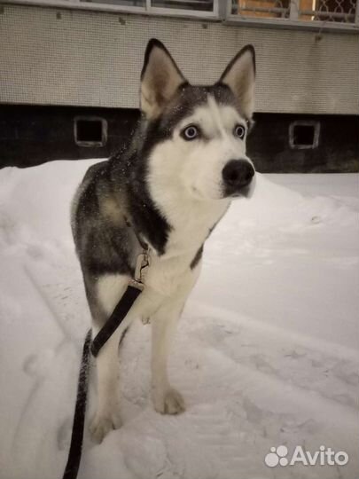 Выгул, передержка собак