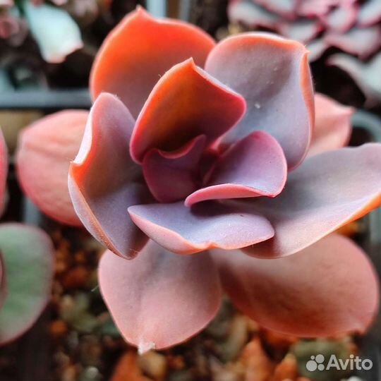 Редкие суккуленты(Эхеверии Альбом1)