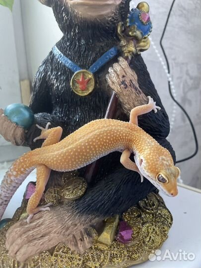 Геккон эублефар