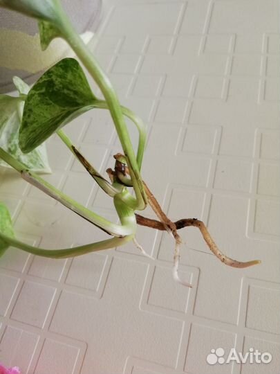 Сциндапсусы и сингониумы сортовые