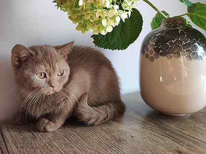 Британская кошка окраса циннамон (шоколад)