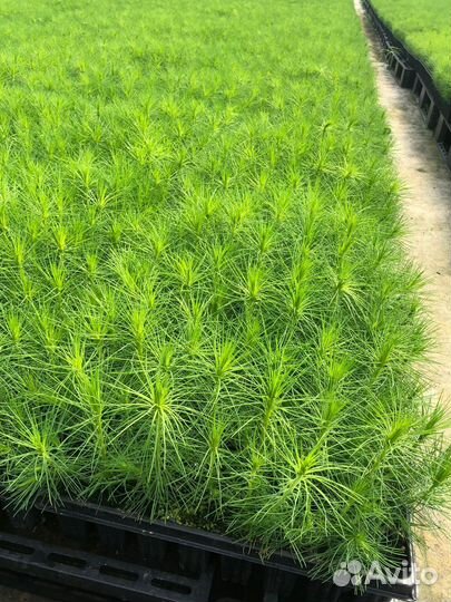 Саженцы сосны обыкновенной зкс в розницу